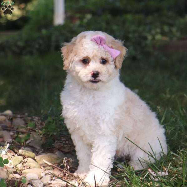 Paisley, Mini Aussiedoodle Puppy